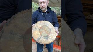 Пилорама в Америке #shorts #sawmill #woodworking