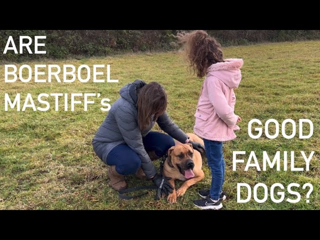Are Boerboels Good Family Dogs?: Discover the Truth