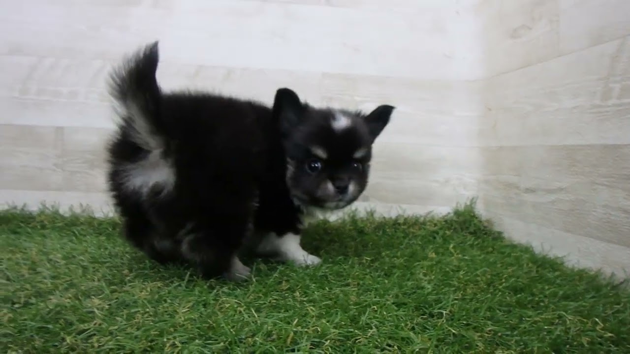 Coo&RIKU No.00742136 チワワ（ロングコート） - YouTube