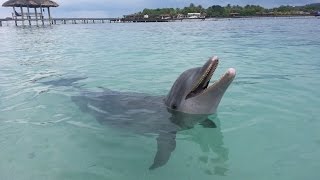 Roatan Delfines