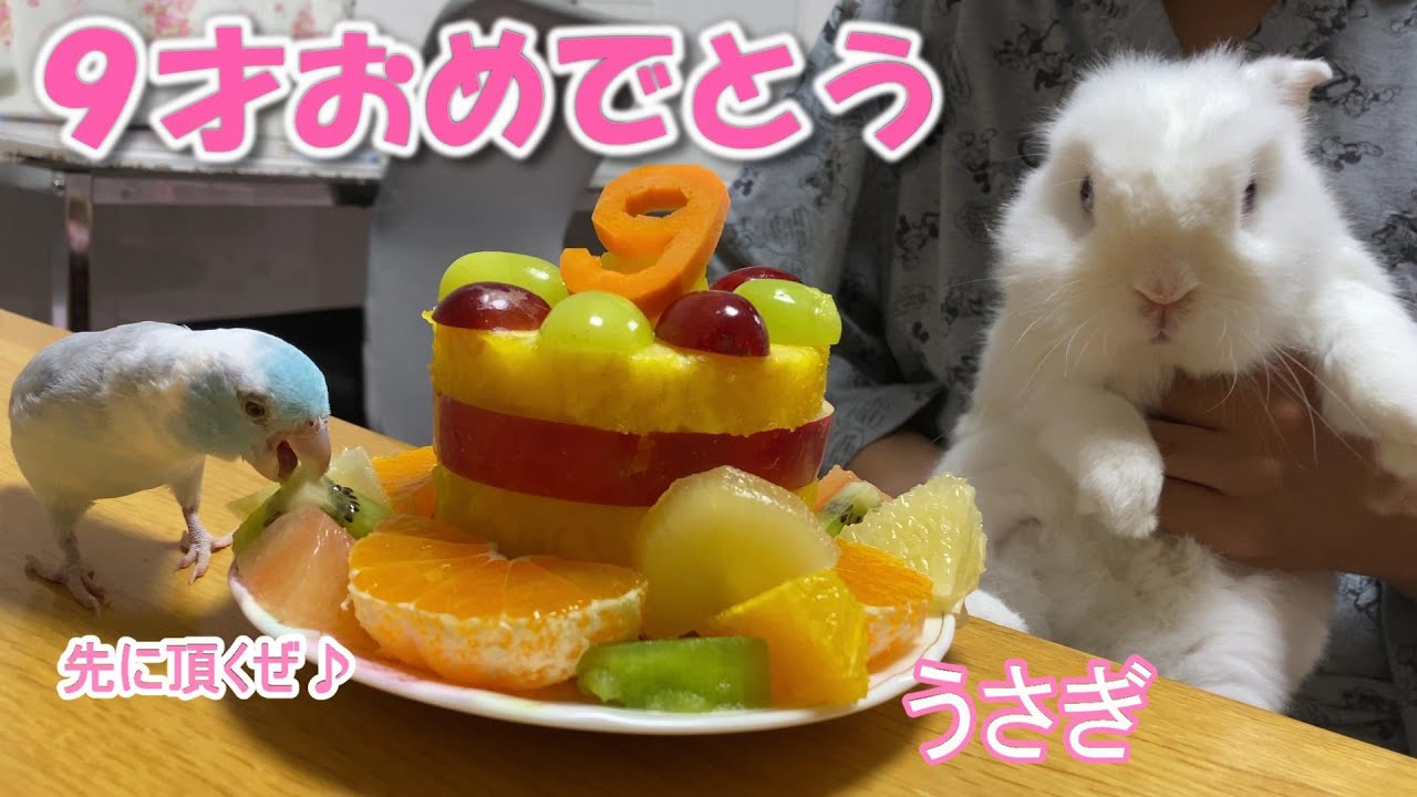 うさぎ モコちゃん9才お誕生日おめでとう 珍しくチンチラに力を見せつけた Youtube
