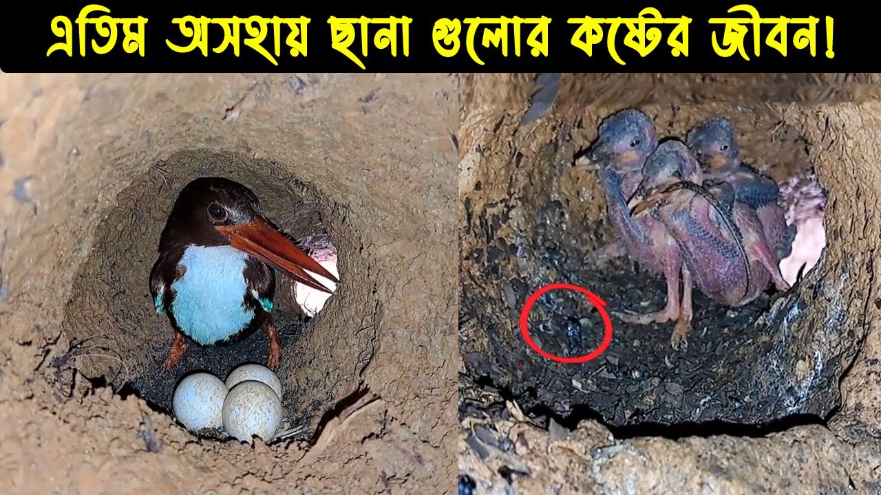 মাছরাঙা পাখির জীবন কাহিনী | Bird story – 107 | The Life Story Of White-throated Kingfisher Bird