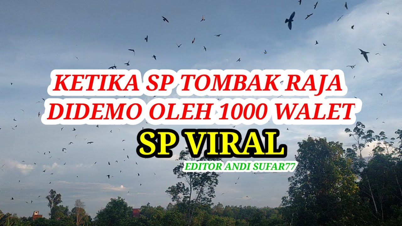 SP TOMBAK RAJA PUNYA KELEBIHAN DISUKAI ANAK WALET