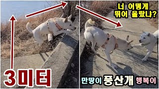 풍산개 점프 실력. 3미터는 뛰어 넘어. Poongsan dog jumping skills. Jump over 3 meters.