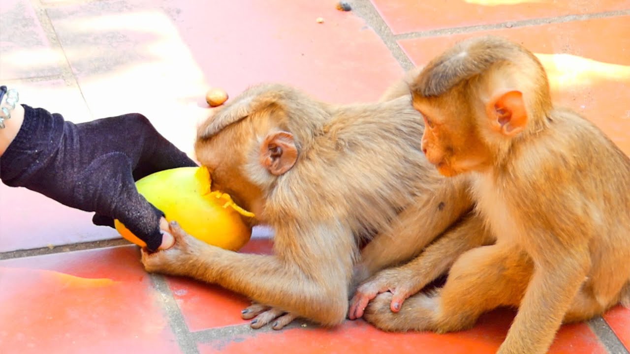 Pi-t-y clip...Baby monkey S A R O can't eat mango full time coz monkey ...