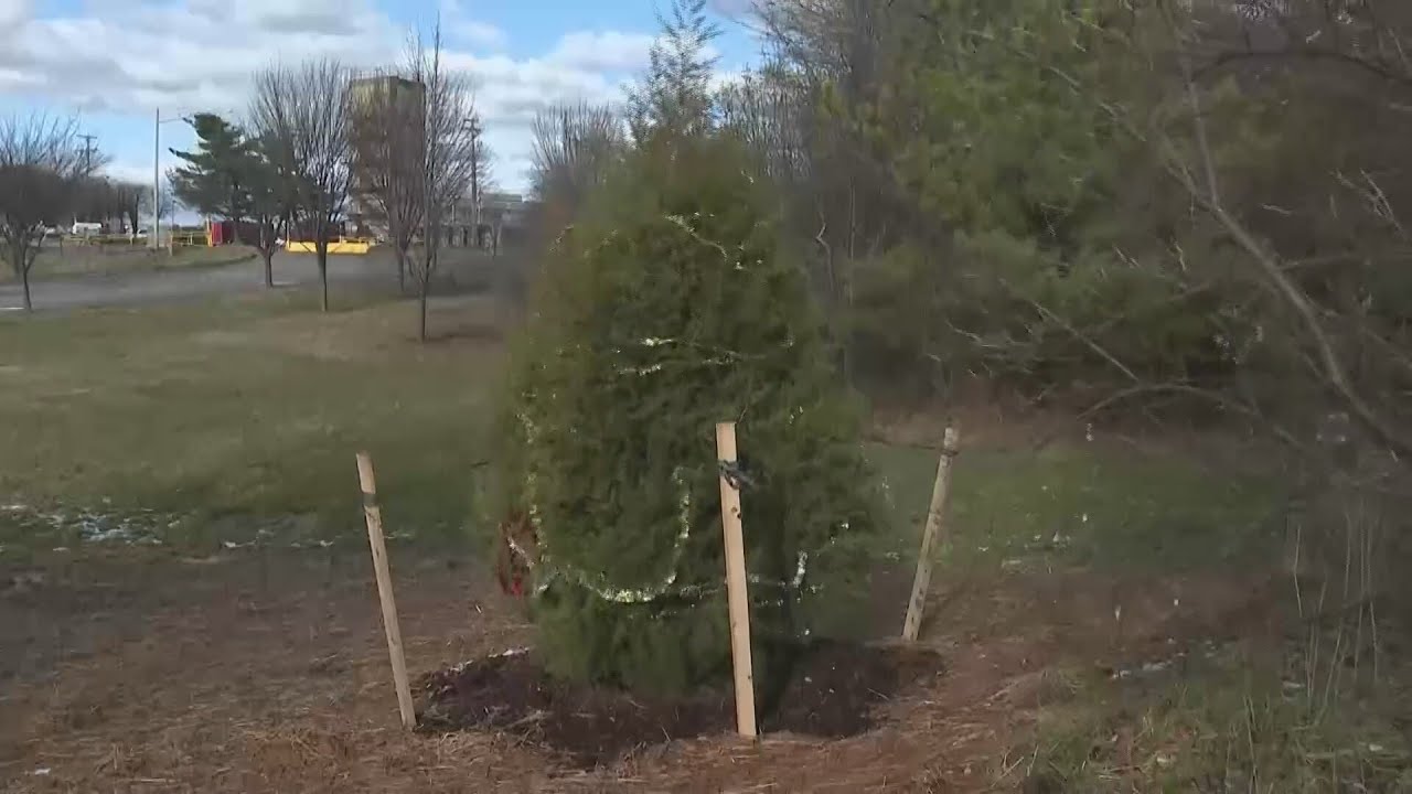 iconic-fairfax-county-tree-saved-moved-to-vdot-land-youtube