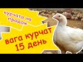 Супер результат курчат бройлерів на 15 день