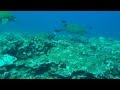 Stabilized Diving Maliko Bay Stabilized Diving Maliko Bay
