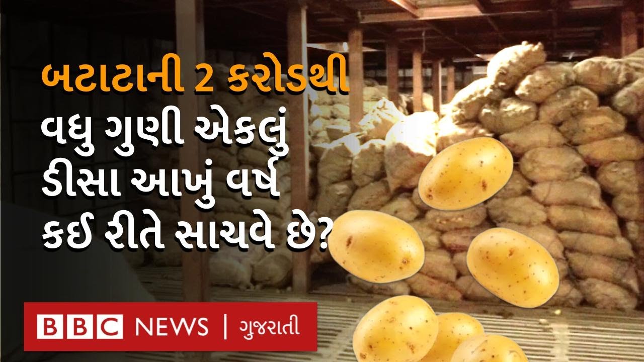 Deesa બટાટાનું હબ કેમ કહેવાય છે? અને મહિનાઓ સુધી બટાટા કઈ રીતે સાચવવામાં આવે છે? Potato Farming