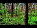 Enchanting Forest Birds Singing 🌲 | Deep Calming Sounds for Restful Sleep