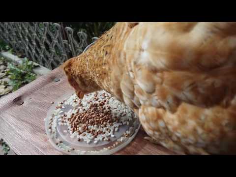 Курица заболела. Курица заболела.
