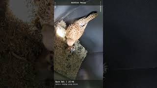 #Shorts Nestbox Diary: 18th May 2026