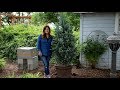 Iseli Fastigiate Blue Spruce // Garden Answer