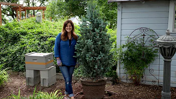 Can spruce tree roots damage Foundation?
