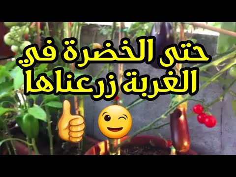 عري على كتافك ماشي غير في الخدمة عري على كتافك ديرها ثقافة عامة في حياتك