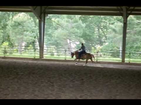 VENDO HAFLINGER da REINING e PASSEGGIATE (addestrata da Latorre)