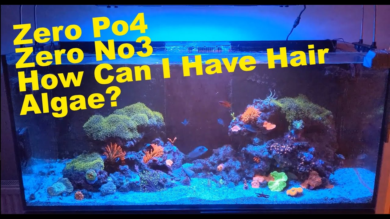 No Nitrate, No Phosphate, Hair Algae?