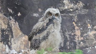 Eurasian Eagle Owl chick looking around | Bubo bubo