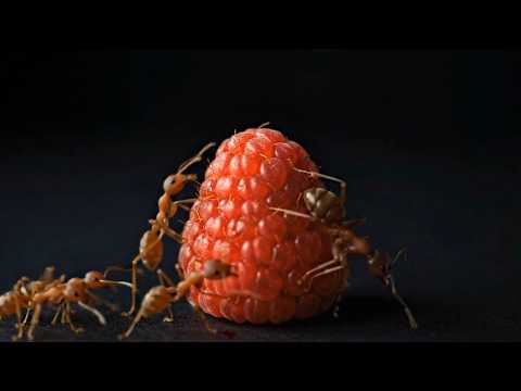 100 Ants vs Raspberry Timelapse Video