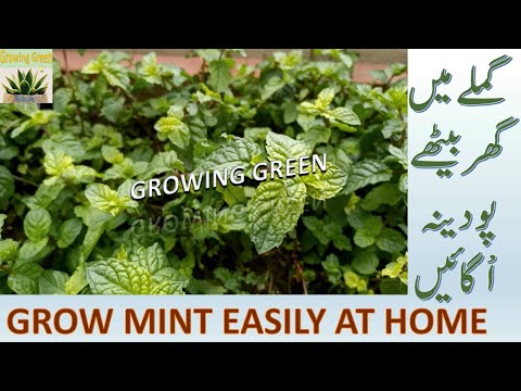 How to Grow Mint Fast and Easily at Home | پودینہ اب گھر میں اُگایئں |  Growing Green with Jay