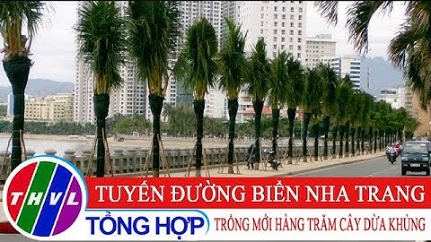 Tuyến đường biển Nha Trang trồng mới hàng trăm cây dừa "khủng"