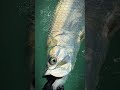 Fort Myers Tarpon Fishing – Multiple Face Grabs Daily