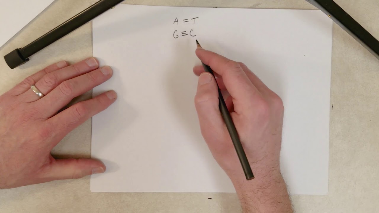 Genetics: L12-B, DNA Structure (Recommend 1.5x Speed)