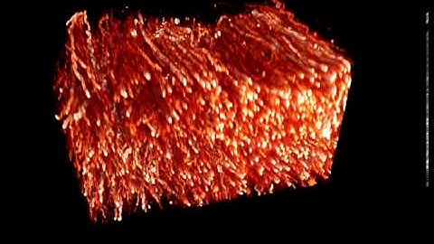 A cleared spinal cord tissue of a GFP-M mouse imaged with 2-photon microscopy.