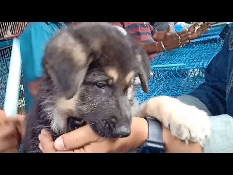adopt dog las vegas Cute Aggressive German Shepherd Puppy At Galiff Street
