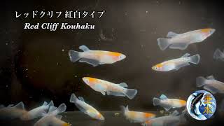 レッドクリフ紅白タイプ Red Cliff Kouhaku / 垂水氏ブリード - YouTube
