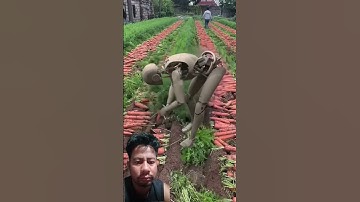 Robots raising pigs. -Robots in rural ChinaRobots pulling radishes? -Robots in rural China