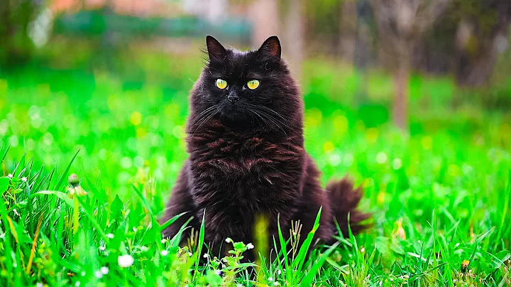 Watch the video about The Most Mesmerizing Feline - BLACK Norwegian Forest Cat