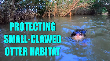 Tiên Cá Tiun Và Chó Cá Tìm Kiếm Rái Cá Titi Trong Đầm Lầy Ngập Mặn