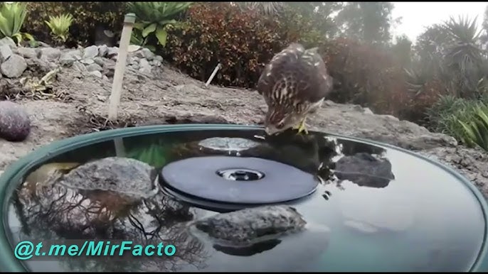 Bokira qizga jinsiy olatni qayerga kiritish kerak