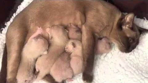 Watch the video about A chorus of purring Burmese kittens