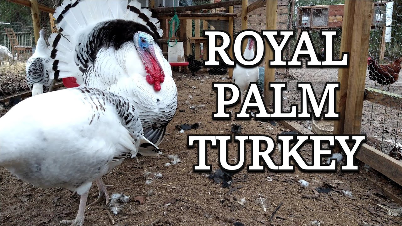 Royal Palm Turkey