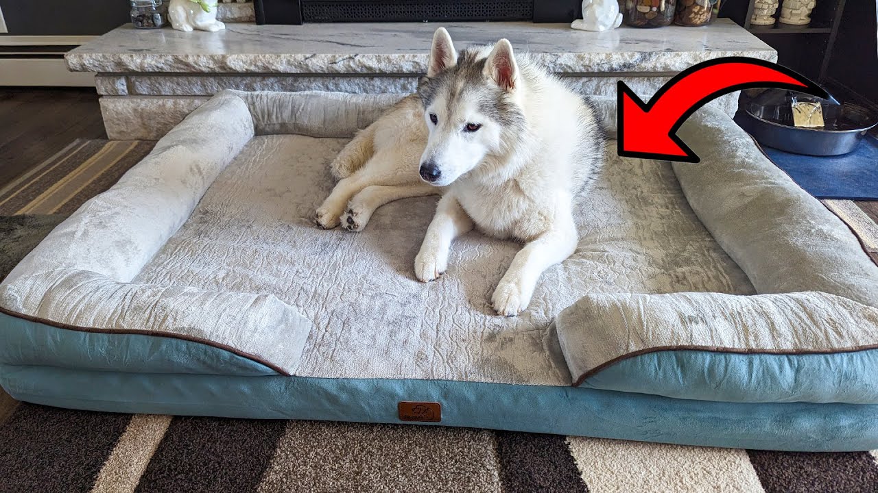 Your Dog Will LOVE This GIANT Dog Bed! YouTube