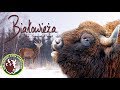 The Primeval Forest of Białowieża - Nature documentary, 2014 (Eng Subs)'