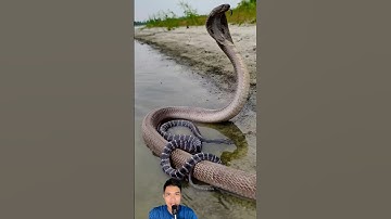 Đi câu cá xém xíu bị rắn hổ mang cắn #snake