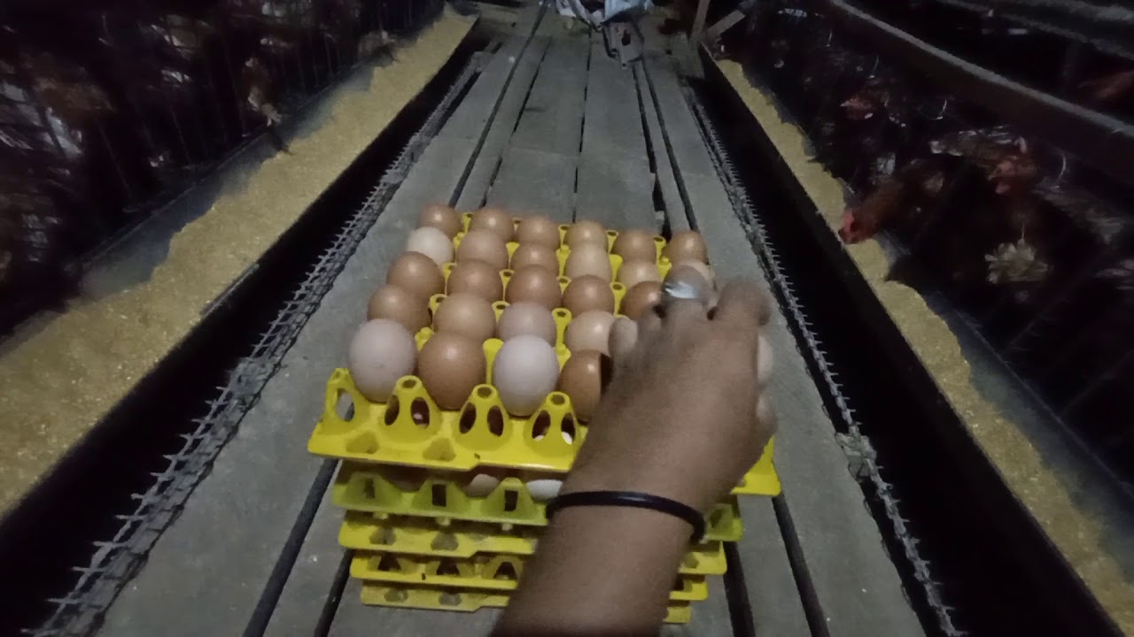 Proses panen telur ayam - YouTube