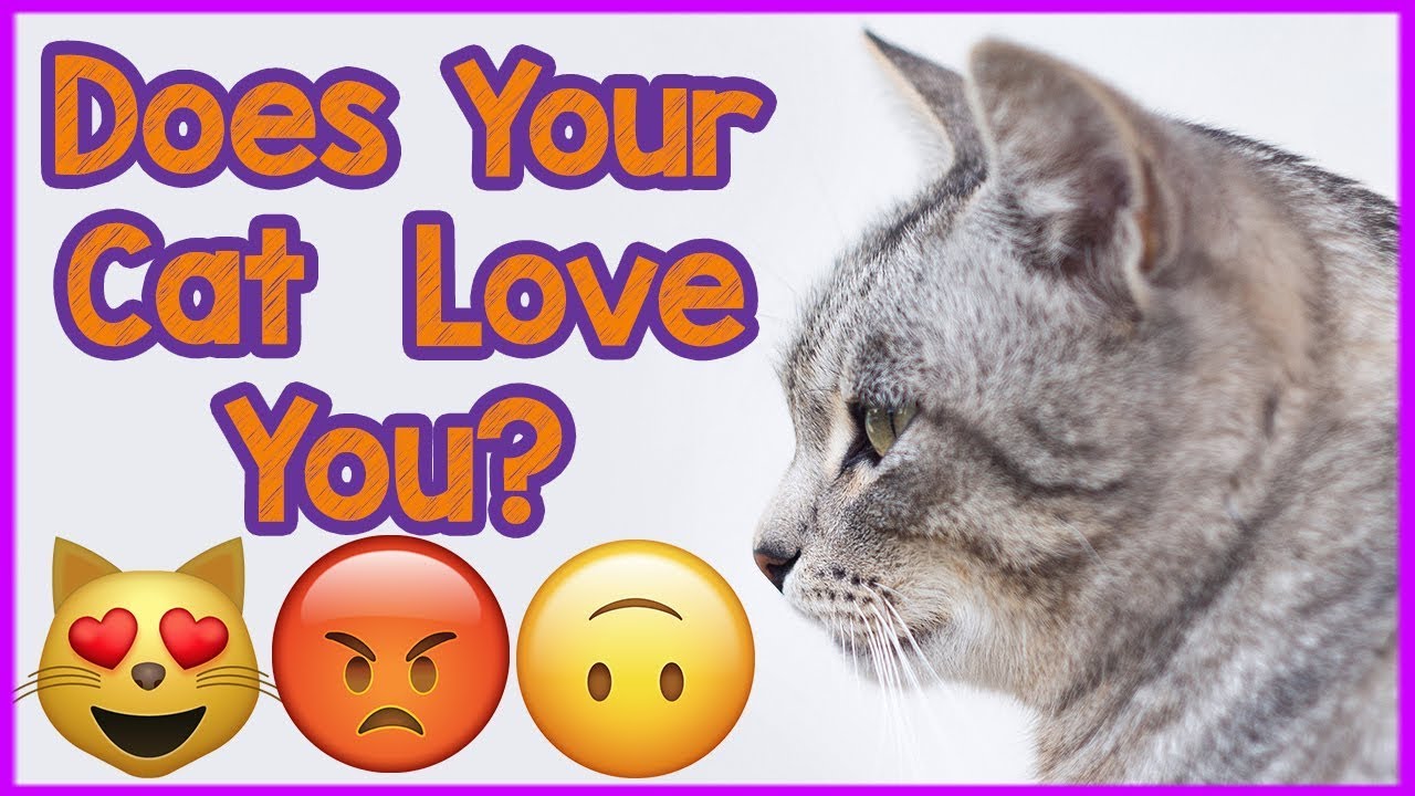 ways to know your cat loves you