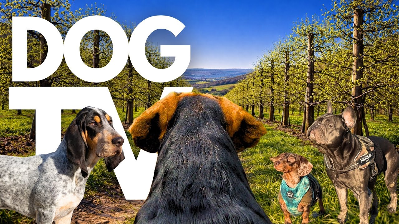 TheDogCam | 10hrs of Tranquil Virtual Dog Walks Through Serene Orchards 🐾🌳 GoPro DogTV