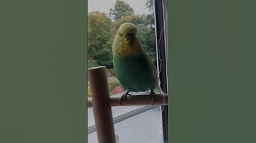 Thumbnail of ○Budgie Edit|Music Memories by Lux-Inspira
