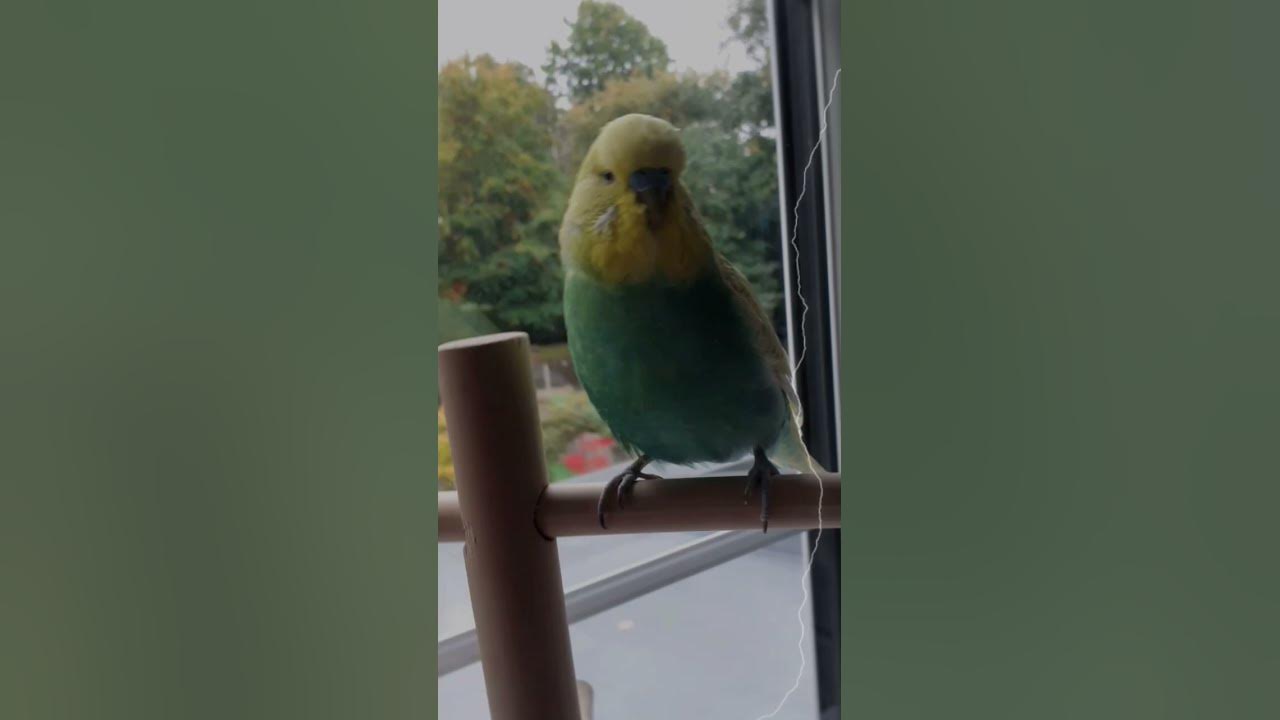 ○Budgie Edit|Music Memories by Lux-Inspira
