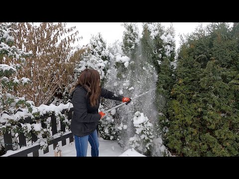 Removing Snow from Evergreens & Planting Hyacinth Bulbs in Pots! ❄️🌲🌸 // Garden Answer