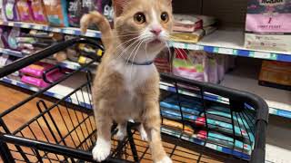 Medi Cat likes to go shopping together by Medi Cat 18,447 views 2 years ago 2 minutes, 42 seconds