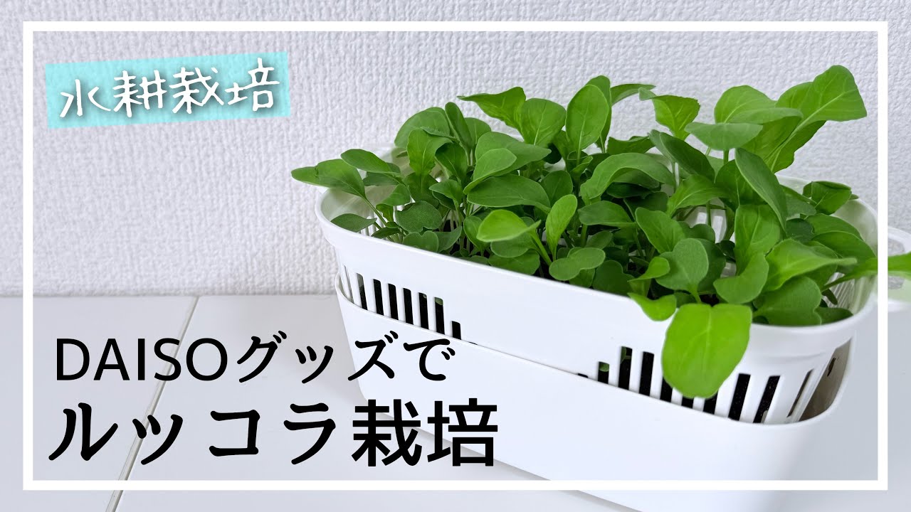 コッコです₊⁎⁺˳✧༚ 水耕栽培】DAISOグッズでルッコラ栽培 1日目〜24日目 - YouTube