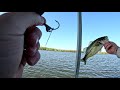 Largemouth on a black and blue paddle tail weighted underspin hook