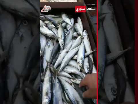 بانياس الكهرباء تخفض أسعار السمك سناك سوري