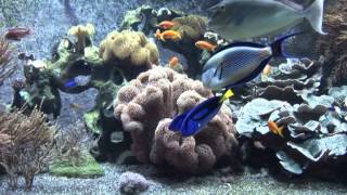 Fish Tank | Relaxing video
